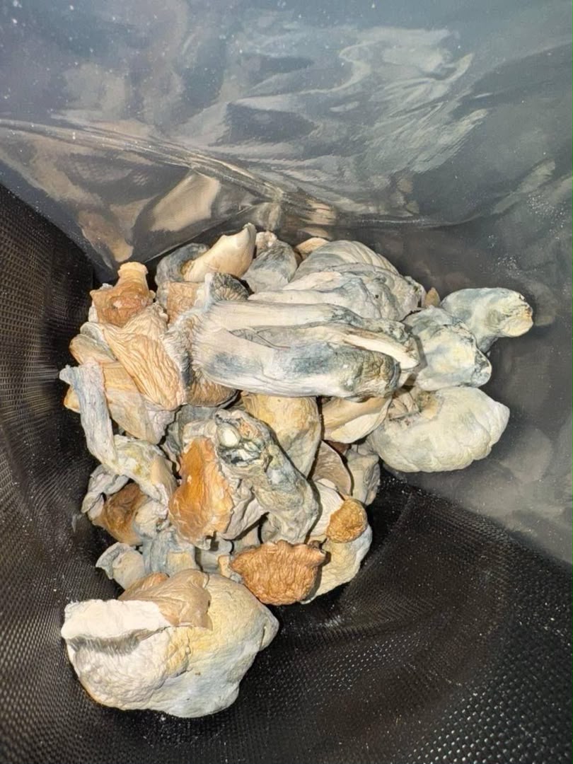 Magic Mushroom - Image 3